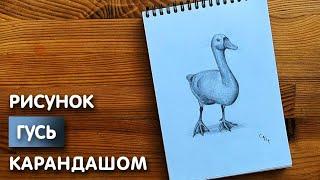 Как нарисовать гуся карандашом | Рисунок для начинающих поэтапно