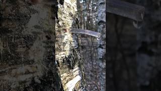 pure birch sap  #bushcraft #survival #outdoors