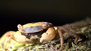 The Land Crab Metasesarma obesum