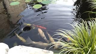 Koi Pond