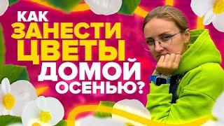 НЕ НАВРЕДИТЕ ЦВЕТАМИ С УЛИЦЫ КОМНАТНЫМ РАСТЕНИЯМ! Как занести цветы домой осенью