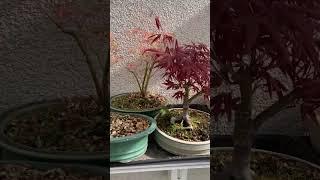 Весна в теплице #usadbabagiry #bonsai #усадьбабагиры #plants