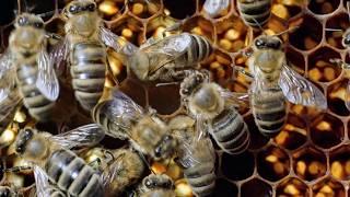 The Incredible World of Wild Bees