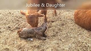 YOUNG COW GIVES BIRTH & EXCITED to MEET her BABY !!! Jubilee