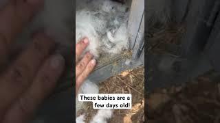 Come see our newest baby bunnies with me! #vlog #animals #shorts