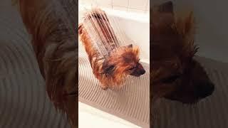 Pomeranian turns into Yorkie 