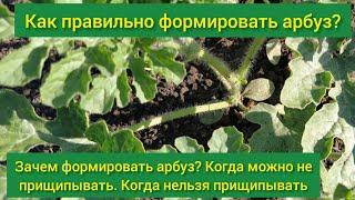 Для чего формировать арбуз? Формирование арбуза в открытом грунте. Как и зачем формировать арбуз?