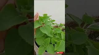 vammu akku||వాము #vamuakku#karupuravalli#nature #vamu#sravanikarakavalasa#tree#uses #vamu akku uses