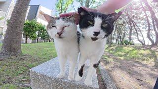 A mother and her kitten are touched by a human on a bench
