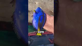 ¡Increíble! Encuentran a Dory en la Pesca  #shorts