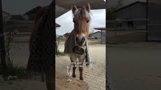 #funnyhorse #funnyhorsevideos #horse #pferdetraining #equestrian #pferdesport #pferdem #pferde