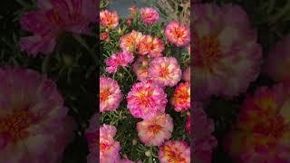 Beautiful portulaca flowers blooming #howtogrowportulaca #gardenflower