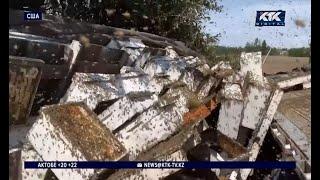 250 миллионов пчёл вырвались на свободу из-за ДТП
