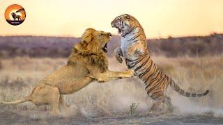 The Strongest Big Cats in Brutal Battles for Territory | Animal Documentary