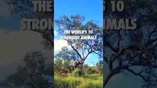 THE WORLD’S 10 STRONGEST ANIMAL