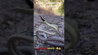 Snakewith bird-like head & beak | very angry Snake️ | Snakeopens its beaky mouthwide#shorts