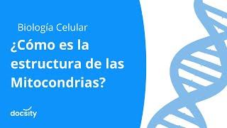 ¿Cómo es la estructura de las Mitocondrias?