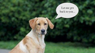 How to Deal With Misbehavior and Stubborn Dogs