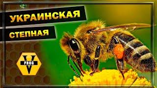 УКРАИНСКАЯ СТЕПНАЯ пчела. Или как называли: Херсонская пчела. Какую пчелу выбрать на пасеку?