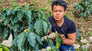 Forma Para Que El Cultivo De Café Tenga Una Mayor Florescencia