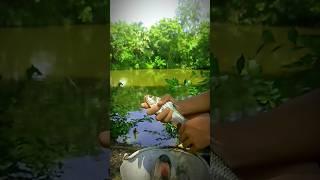 উদাস দুপুর বেলা স #গান #বাংলাগান #মাছধরা #trending #music #fishing #fish #viral #banglasong #youtube