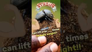 Strength that can lift over 50 times its body weight !! #animal #nature #dungbeetle