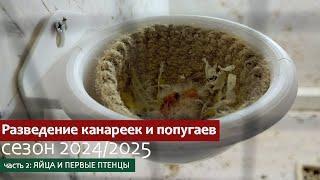 Разведение канареек и попугаев зимой. Первые яйца и волнистых попугаев и птенцы у канареек.