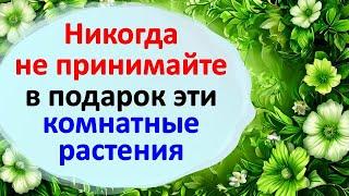 Никогда не принимайте в подарок эти комнатные растения