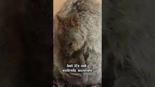 The Dark Secret Of Quokka #shorts