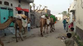 NICE AND BEAUTIFUL CAMELS || AUR AIN KAY FUN KA KAMAL ||