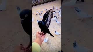 ️️pigeons#pura#shorts# status#WhatsApp #Tamil#puralovers#pigeonslovers#pura