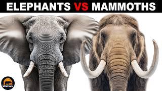 What Is The Difference Between Mammoths and Elephants?