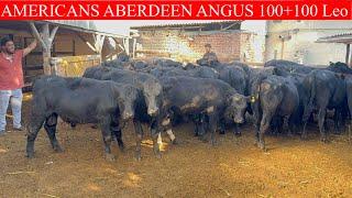 AMERICANS Aberdeen Angus 100+100 LIK BUQALAR KELDI NARXLAR JUDAHAM ARZON BOQISHGA TAYYOR BUQALAR