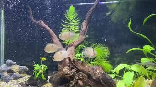 My Keyhole cichlids (Cleithracara maronii)