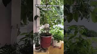 Nimbuzz #short #ytshorts # #hindisong #youtube