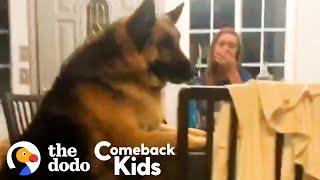 150-Pound German Shepherd Loses 50 Pounds | The Dodo Comeback Kids