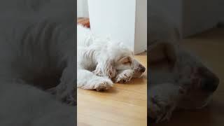 Why Does My Dog Sleep So Much? #dogsleeping #shortsvideo