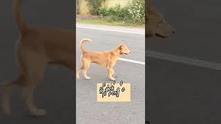 dog videos that sure you will laugh on  #shorts #shortvideo #youtubeshorts #dog