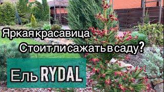 Обзор сорта ели Rydal. Скорость роста, декоративность. Что посадить рядом - выбор партеров.