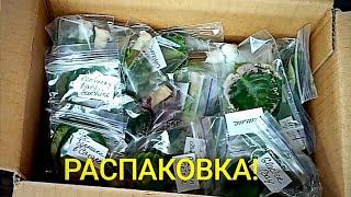 РАСПАКОВКА НОВЫХ МИНИ И ПОЛУМИНИ СОРТОВ! ФИАЛКИ !