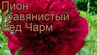 Пион травянистый Ред Чарм (paeonia)  пион Ред Чарм обзор: как сажать рассада пиона Ред Чарм