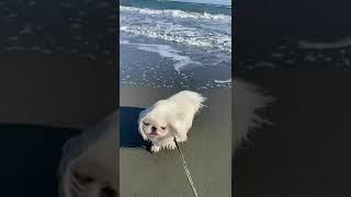 Послушный пекинес на море Кипра Pekingese swimming in Cyprus