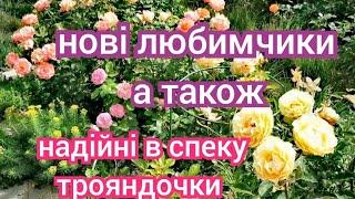 Нові трояндочки-нове захоплення спека і шкідники чим підгодувати троянди?