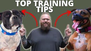 3 TIPS FOR TRAINING YOUR STAFFORDSHIRE BULL TERRIER