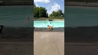 #DBTV No:313 - Enthusiastic white dog just learned how to swim, hilarious! (2022) #shorts
