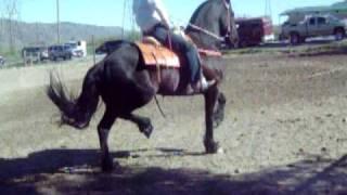 Caballo Friesian en fiesta privada