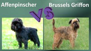 Affenpinscher VS Brussels Griffon - Comparison - Brussels Griffon and Affenpinscher Differences