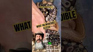 Incredible clutch of ball pythons! #molinarosnakelab #kearymolinaro #babysnakes #eggcutting #shorts
