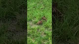 #deer #baby #fawn #wildlife #animals