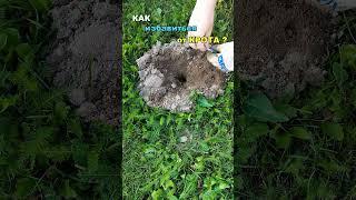 Как избавиться от КРОТА. Средство от крота #shorts